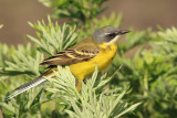 Cutrettola - Yellow Wagtail
