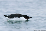 Brünnichs Guillemot (Thick-billed Murre), winter plumage