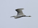 Silkeshger <br> Little Egret <br> Egretta garzetta