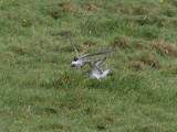 Vitgumpsnppa <br> White-rumped Sandpiper <br> Calidris fuscicollis