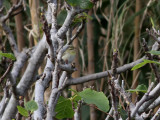 Tennesseeskogssngare <br> Tennessee Warbler <br> Oreothlypis peregrina