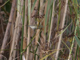 Tennesseeskogssngare <br> Tennessee Warbler <br> Oreothlypis peregrina