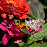 Tistelfjril <br> Painted Lady <br>Cynthia cardui
