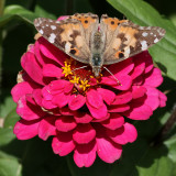 Tistelfjril <br> Painted Lady <br>Cynthia cardui