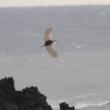 Natthger <br> Black-crowned Night<br> Heron Nycticorax nycticorax