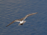 Vitgumpsnppa <br> White-rumped Sandpiper <br> Calidris fuscicollis