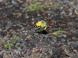 Rdgul hfjril <br> Clouded Yellow <br> Colias crocea 