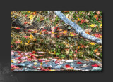 2012 - Autumn Colours - Wilket Creek Park, Toronto