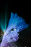 2013 - Dew Drops on the Iris - Lensbaby, Macro