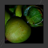 2013 - Hypericum Berry (Tutsan) 