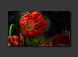 2013 - Canada Blooms - Poppy