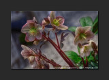 2013 - Canada Blooms - Hellebores