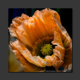 2013 - Canada Blooms - Poppy 