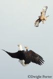 Bald Eagle vs. Red-tailed Hawk