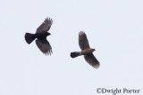 Crow vs. Coopers Hawk