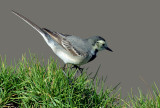 White Wagtail