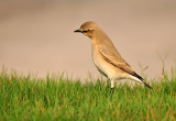 Isabelline Wheatear