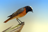  Redstart Male