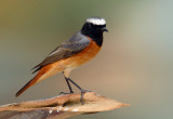  Redstart Male