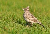 Crested Lark