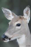 white tail deer-2.jpg