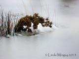 19th January 2013 - drowned then frozen
