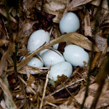 7th March 2013 - nest egg