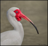 ibis portrait 2.jpg
