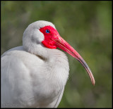 American White Ibis.jpg