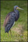 tricolor heron.jpg