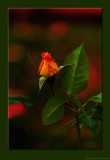 D701_7873_1212-RoseBud.jpg
