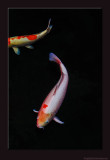 D701_7904_1212-Koi.jpg