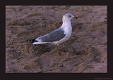 D701_9226_0213-N4th-Gull.jpg