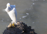 Snowy Egret - Ponce Inlet