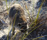 Raccoon Out Foraging - Ponce Inlet