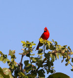 Cardinal, Survival Area, Patrick AFB