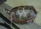 Eastern Painted Turtle 