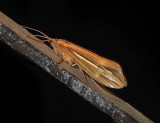 Northern Caddisfly 