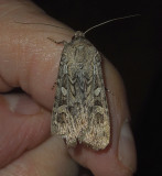 Army Cutworm Moth (10731)