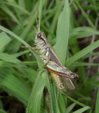 Spur-throated Grasshopper