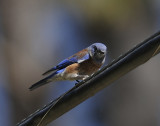 Western Bluebird Male 