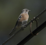 Western Bluebird Female 