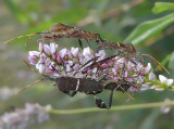 Eastern Leaf-footed Bug (Leptoglossus phyllopus)