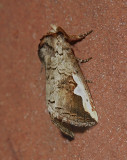 Orange-humped Mapleworm Moth (7953)