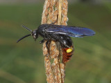 Blue-winged Wasp 