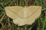 Confused Eusarca Moth (6941)