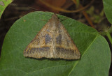Small Mocis Moth (8743)