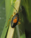 Bordered Plant Bug Nymph