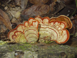 Unidentified Wood Fungus