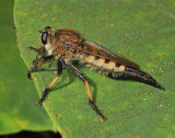 Red-footed Cannibalfly